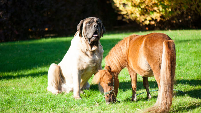 Ein großer Hund und ein kleines Pferd - ungefähr die gleiche Größe