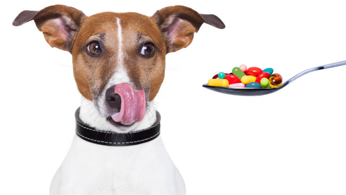 Der Hund mag Tabletten