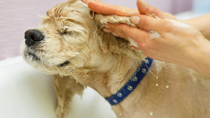 Hundepflege: Baden und Waschen des Fells