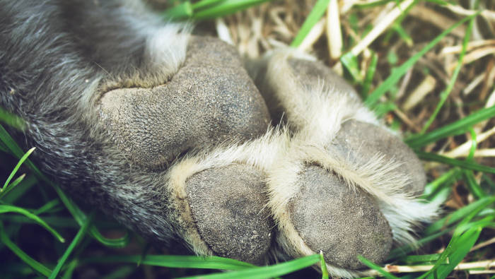 Ballen Und Pfotenpflege Beim Hund Hunde Stories de Ballen Und Pfotenpflege Beim Hund Hunde Stories de