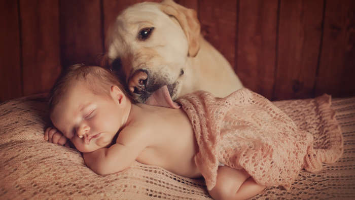 Hunde lieben Babywindeln - und Babys!