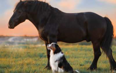 Haustier-Ernährung: Unterschiede zwischen Hunden, Katzen, Pferden und anderen Tieren
