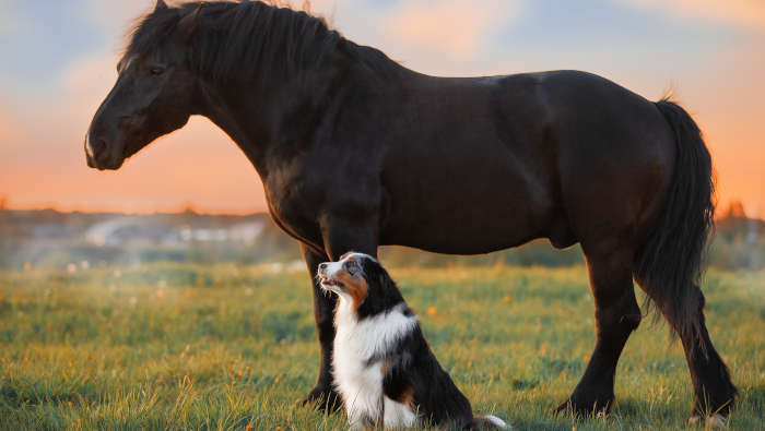 Hund und Pferd- sie teilen vieles, nur nicht das Futter