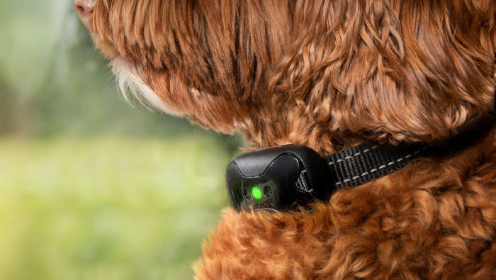 Anti-Bell-Halsband, eine Methode, mit der man dem Hund das Bellen abgewöhnen kann