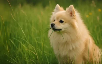 Der Hund frisst Gras: Ist das normal?