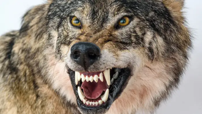 Ein Wolf fletscht die Zähne, zeigt ein makelloses Gebiss